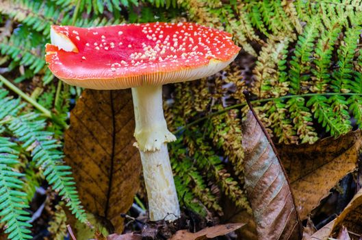 Bright red Fly agaric toadstool