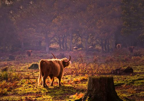 Highland cattle