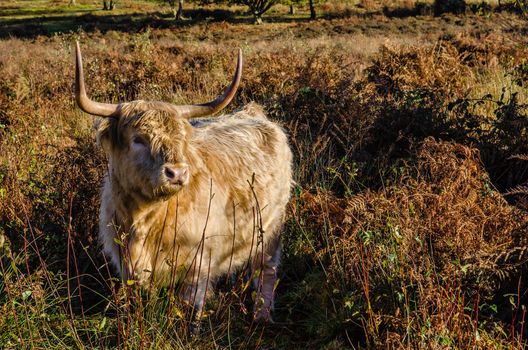 highland Cow standing among fern and heather undergrowth