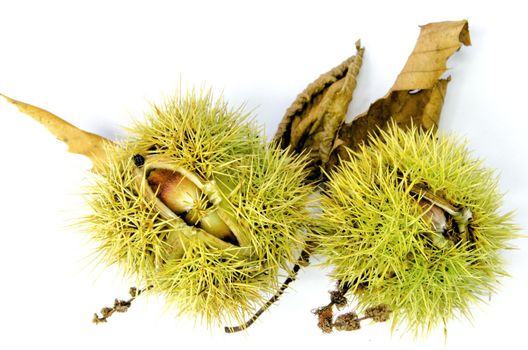 Sweet chestnuts against a white background