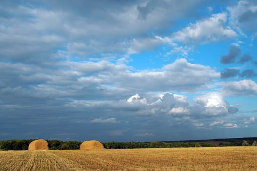 autumn field