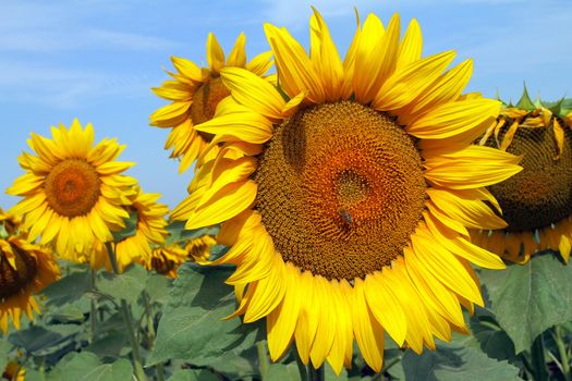 Sunflower field in Ukraine