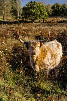 Portrait view of a Highland Cow