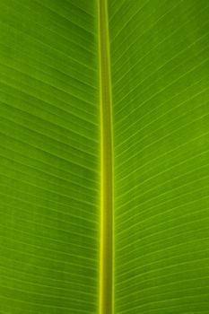 Banana Leaf background