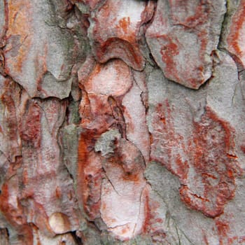 The image of brown texture stem tree