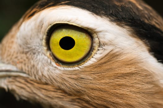 Closeup eye of double-striped thick-knee bird, burhinus bistriatus