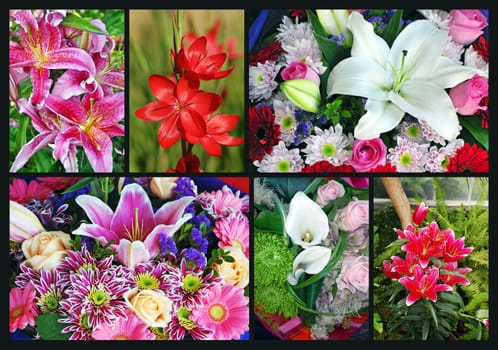 Collage of assorted variety of lily flowers