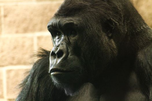 A close up on the face of a Western Lowland Gorilla.

The western lowland gorilla lives in forests and lowland swamps in central Africa in Angola, Cameroon, Central African Republic, Congo, Democratic Republic of the Congo, Equatorial Guinea and Gabon.