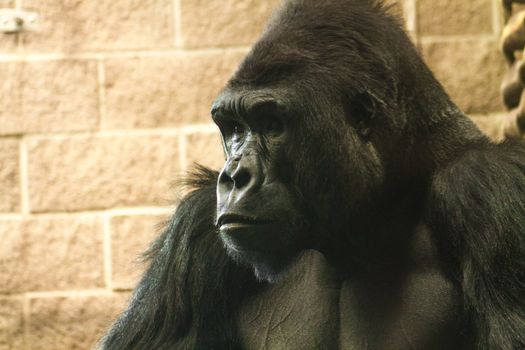 A medium shot of a Western Lowland Gorilla.

The western lowland gorilla lives in forests and lowland swamps in central Africa in Angola, Cameroon, Central African Republic, Congo, Democratic Republic of the Congo, Equatorial Guinea and Gabon.