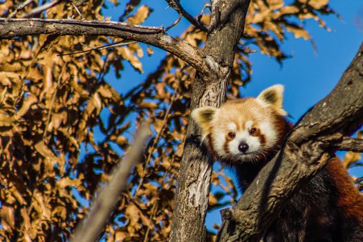 Image of a red Panda