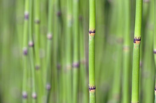 Abstract closeup of field of horsetail with select focus