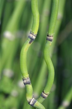 Closeup of two curvy stems of horsetail plant