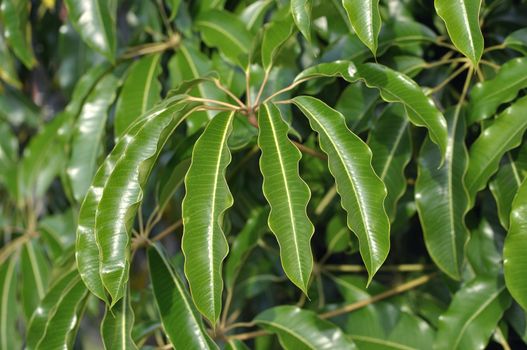 Healthy shiny green foliage of a Schefflera umbrella tree