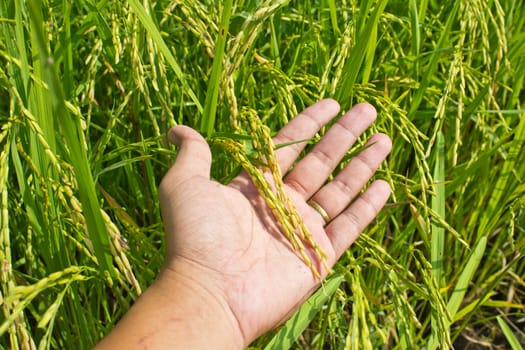 Closeup rice on hand up in paddy