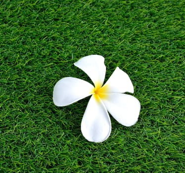 Plumeria on the green grass