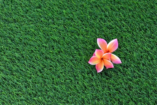 Plumeria (Frangipani) on the green grass







Plumeria on the green grass