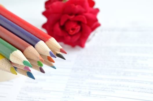 Colorful pencils and rose