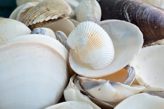 sea shells