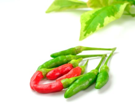 Chili peppers and leaf on white