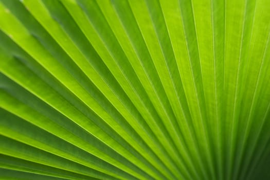 Green palm tree leaf as a background