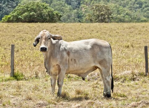 Young grey brahma cow on beef cattle ranch near barbed wire fence with pasture background