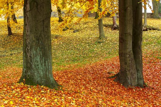 nice three color composition red, green yellow in autumn park