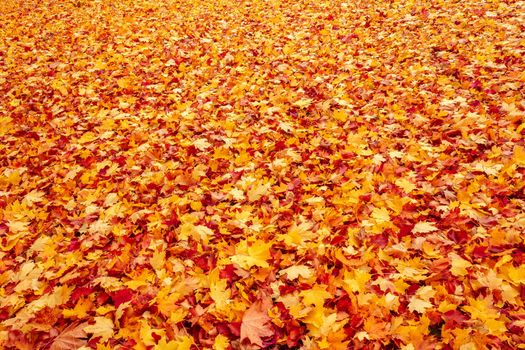 Fall orange and red autumn leaves on ground for background or backdrop