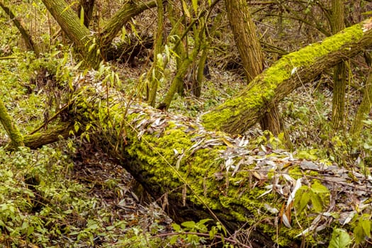 Bright Green Moss (bryophytes) on tree trunks