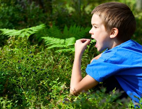 Young boy eating blueberries in a summer forest