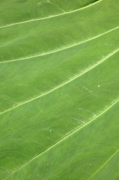 taro leaf texture detail