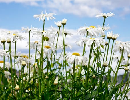 Blooming chamomile flowers against blue sky