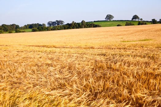 Ripe golden barley field in Scotland