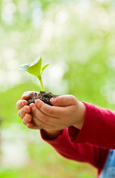 Little girl holding seeding with ground