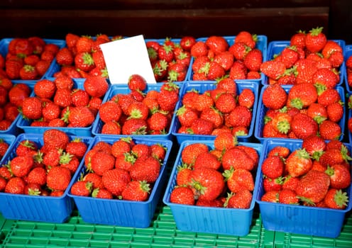 Freshly harvested strawberries at market in Norway