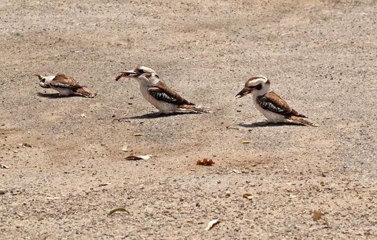 Kookaburras Australian native bird wildlife feeding on ground