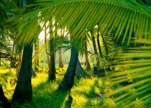 Sunlight rays pour through leaves in a rainforest at Sri Lanka