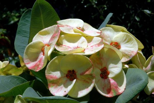 beautiful yellow flower