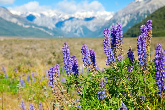 Wild Lupinus in the Southern Alps of the South Island of New Zealand