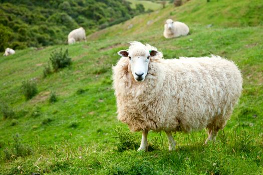 Sheep at a pasture in New Zealand