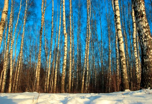 Winter birch forest at sunset