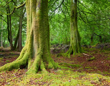 Old trees with lichen and moss in Scottish forest