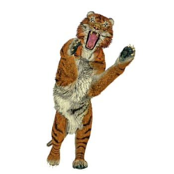 Big beautiful tiger attacking in white background