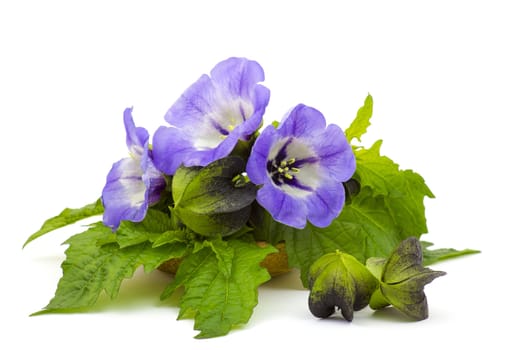 bellflowers on white background