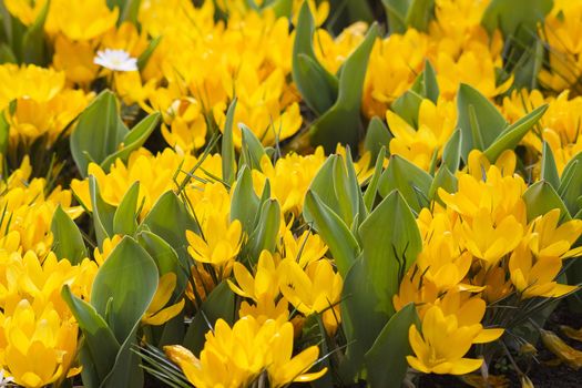Beautiful crocus in Keukenhof Garden
