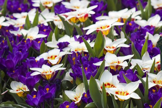 Beautiful flowers in Keukenhof Garden