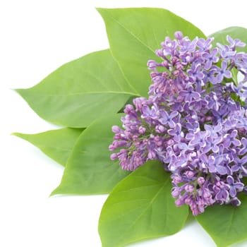 violet flowers of lilac