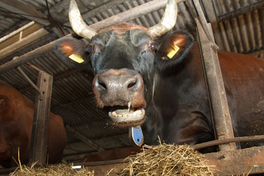 A cow looking into the camera