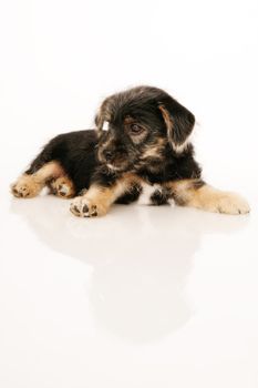 Puppy isolated on white