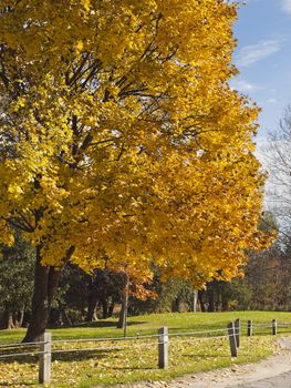 
Autumn tree on a background of blue sky.