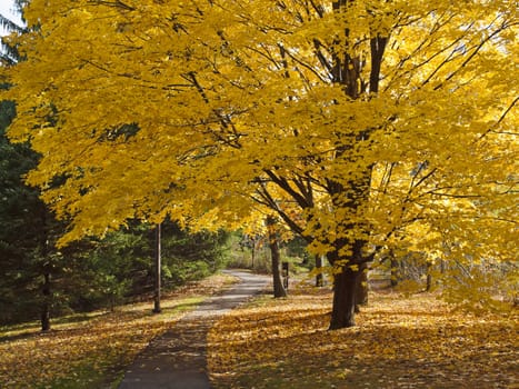 Autumn colors. Path in the autumn park.